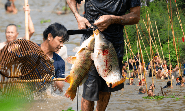 3 năm mới có 1 lần, hàng trăm trai làng xứ Đoài đồng loạt dập sào, cá quẫy trắng cả khúc sông