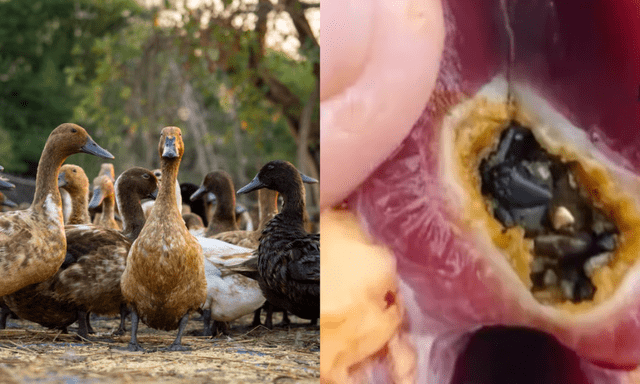 Lão nông phát hiện gần 3 chỉ vàng khi làm thịt vịt thả vườn: “Dân làng vẫn hay tìm thấy”