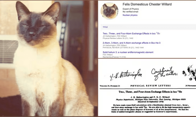 Chú mèo uyên bác nhất lịch sử là đồng tác giả 3 công trình vật lý và được mời làm việc tại đại học