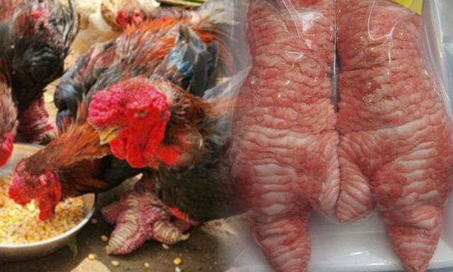 Giống gà tiến vua mang đôi chân vảy rồng ở Hưng Yên, nay giá 50 triệu đồng giới nhà giàu vẫn xếp hàng chờ mua