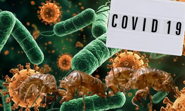 Biến thể COVID “Ve sầu” lây lan tại Mỹ, nguy cơ gây làn sóng dịch mới