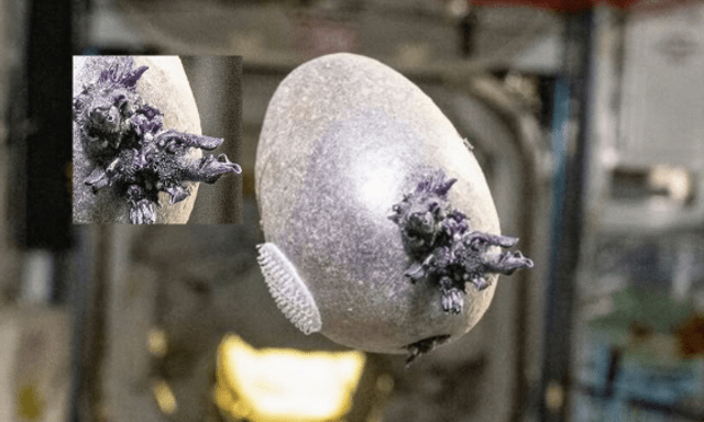 Phi hành gia NASA công bố bức ảnh “trứng người ngoài hành tinh” với xúc tu kỳ dị, nhiều người lo ngại