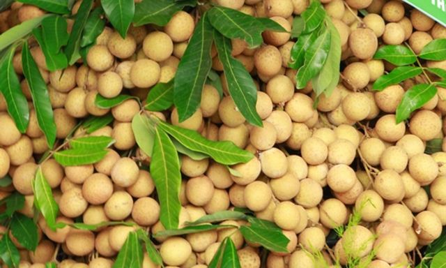 Việt Nam có loại quả giá 15.000/kg nhưng xuất ngoại hóa hàng xa xỉ, thu về chục triệu USD mỗi năm