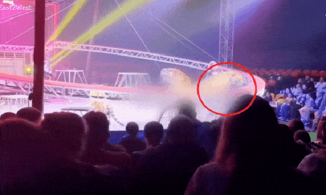 Hổ dữ xổng lưới lao thẳng lên khán đài rạp xiếc, trẻ em la hét thất thanh