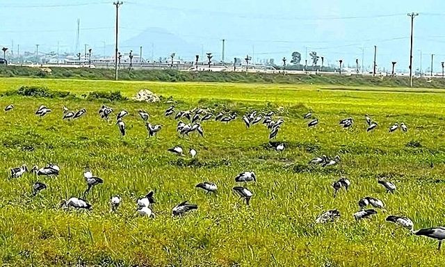 Đàn chim lạ hàng trăm con bất ngờ kéo đến Hà Tĩnh, cơ quan chức năng khuyến cáo khẩn