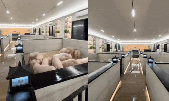 10 triệu người xem lợn được nuôi trong “khách sạn 5 sao”, hào nhoáng đến mức tưởng là AI, hóa ra có thật 