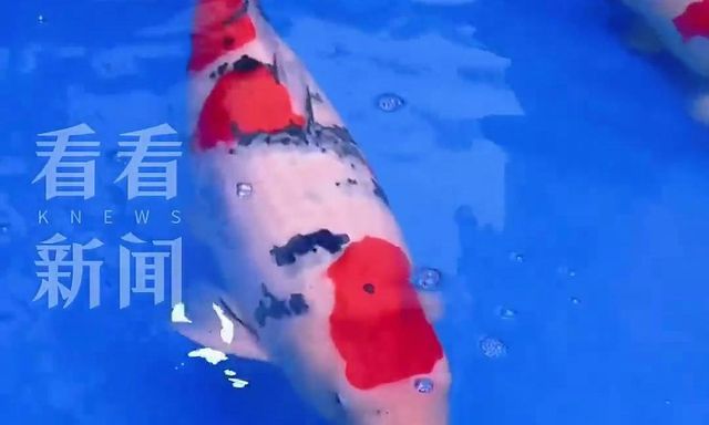 Một con cá Koi vừa được bán với giá 15,5 tỷ đồng, mang trong mình dòng máu đặc biệt