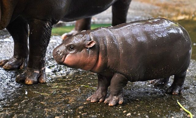 Moo Deng sinh nhật 2 tuổi và tin vui dành cho các du khách sắp đến Thái Lan