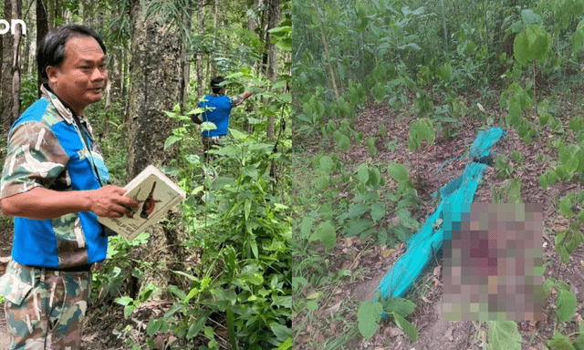 Một kiểm lâm nghi bị hổ tấn công trong khu bảo tồn động vật hoang dã ở Thái Lan, thi thể được tìm thấy cách khu nhà ở nhân viên khoảng 200m