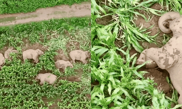 Đàn voi 7 con xâm chiếm ruộng ngô rồi lăn ra ngủ say sưa, cảnh tượng khiến chuyên gia 11 năm kinh nghiệm cũng phải kinh ngạc
