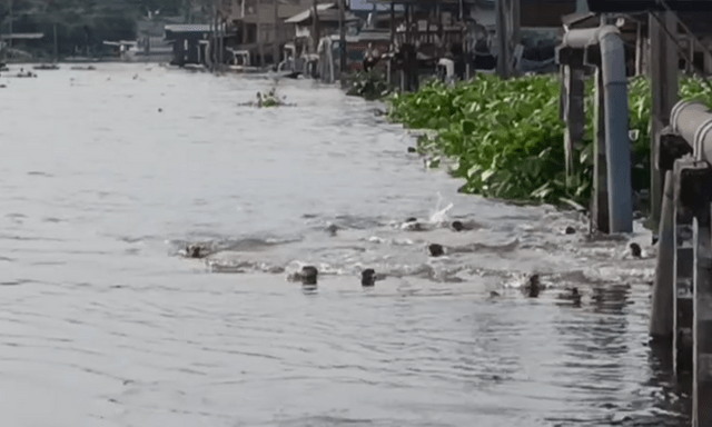  Dân Bangkok ngỡ ngàng chứng kiến đàn sinh vật “lạ” 20 con tràn vào kênh, chia phe như chuẩn bị đại chiến! 