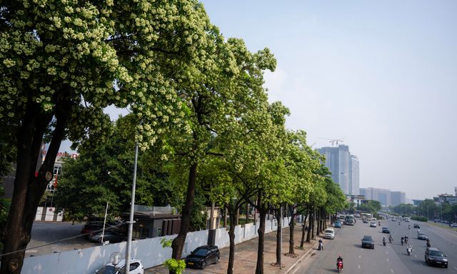 Hoa sữa nở rộ, tỏa hương đậm đặc khắp Hà Nội: Người dân dùng vòi nước phun rụng, đóng kín cửa vẫn không thoát mùi