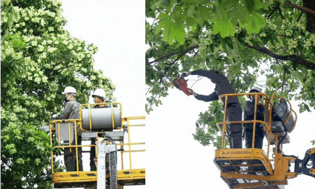 Hà Nội bắt đầu cắt tỉa 992 cây hoa sữa trên 13 tuyến phố