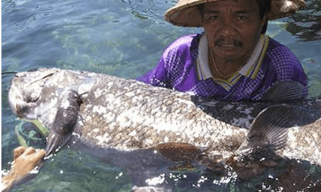 Bất ngờ tìm thấy loài cá cổ đại có từ trước thời khủng long: Thọ tới 100 tuổi, mang thai dài 5 năm