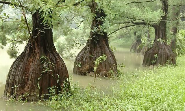 Báu vật của rừng: 'Núi tiền' không mua nổi, cả thế giới chỉ 3 nước có, Việt Nam sở hữu gần 200 cây