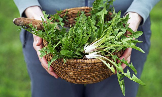 Việt Nam có loại cỏ mọc dại khắp nơi được chuyên gia Mỹ khen “tuyệt vời”: Bổ gan, phòng cả ung thư