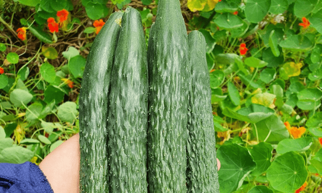 Loại quả nhiều nước hơn dưa hấu, thường bị nhầm là rau: Nên ăn cả vỏ, có loại giá gần 400.000đ/kg