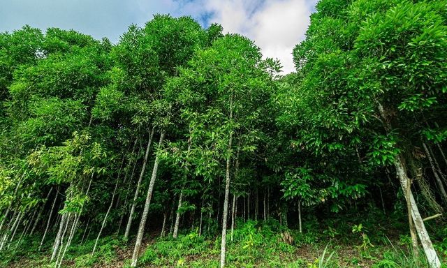 1 loại cây giúp làng nghèo của Việt Nam làm giàu, thu tiền tỷ mỗi năm: Được EU bảo hộ chỉ dẫn địa lý