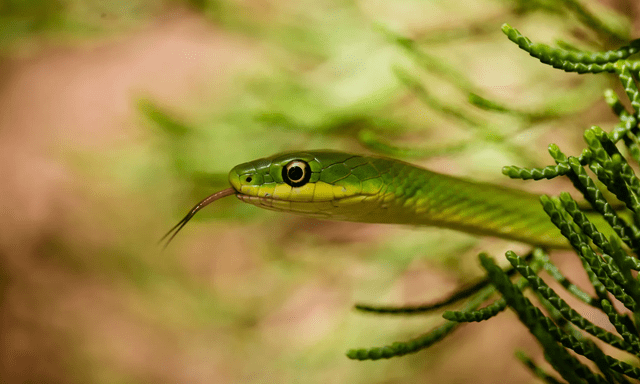 Đừng làm điều này khi gặp rắn vì chúng không sợ đâu - chuyên gia đã kiểm chứng