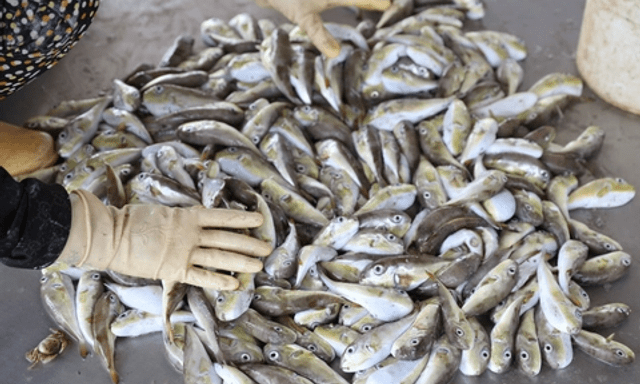 Loại cá chứa chất kịch độc khiến nhiều người rơi vào nguy kịch sau khi ăn: Cách nhận biết