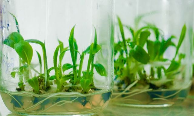 'Cây giảm nghèo' giúp nhiều nông dân thành tỷ phú: Xuất khẩu sang toàn nước lớn