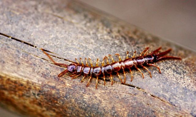 5 biện pháp đuổi rết hiệu quả nhất tại nhà