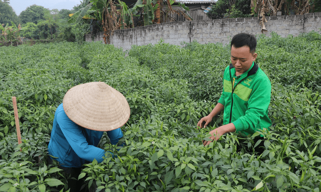 Loại quả tăng giá kỷ lục, nông dân Tuyên Quang thu gần tỷ đồng/vụ