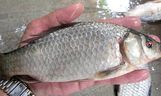 Loại cá nhỏ, rẻ nhưng được thầy thuốc xưa gọi là ‘đại bổ’, nhiều nhà nấu mãi mà không biết giá trị thật