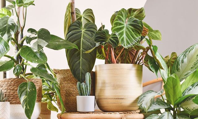 4 loại cây tuyệt đối không nên trồng trong nhà có trẻ nhỏ