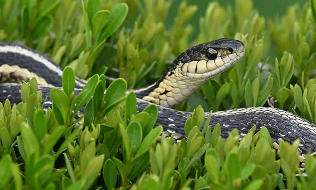 Loại cây là “thỏi nam châm” hút rắn tới nhà, ai đang trồng phải thật cảnh giác