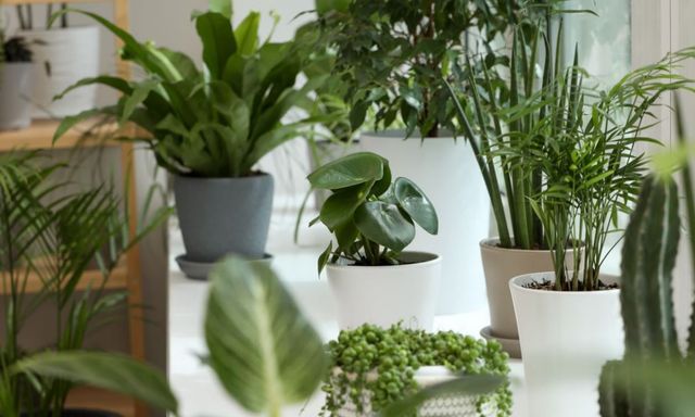 Nhà có trẻ con, đừng dại mà trồng 5 loại cây này