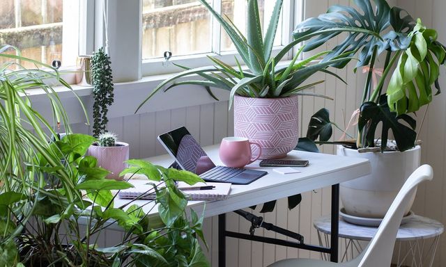 6 loại cây hợp trồng văn phòng nhất