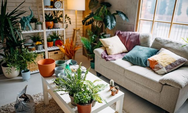 5 loại cây không nên trồng trong phòng khách dù đẹp đến mấy