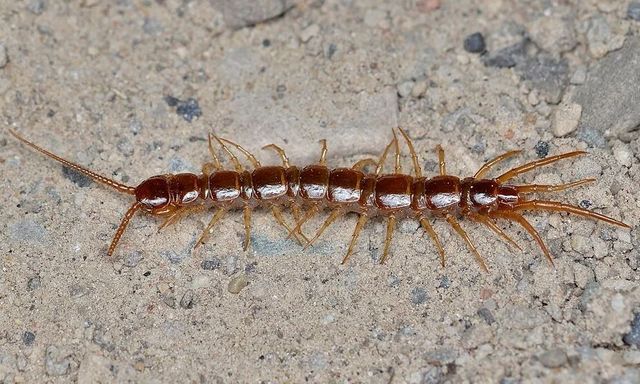 Lý do rết bò vào nhà và cách đuổi chúng 