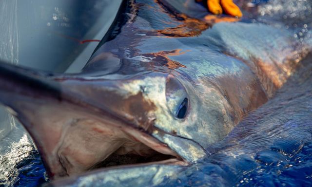 Ngư dân vật lộn nghẹt thở với 