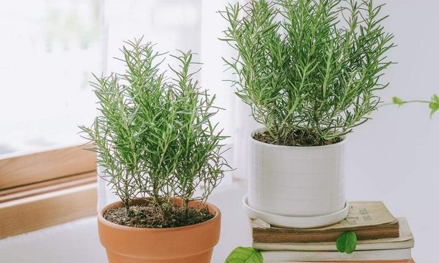 3 loại cây vừa đuổi rắn, vừa trấn trạch, mang lại phong thủy tốt không ngờ cho gia chủ 