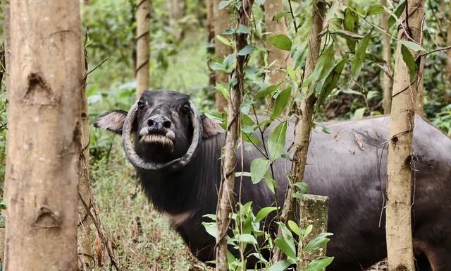 Con trâu có cặp sừng độc lạ chưa từng có ở Đà Nẵng: Gia đình đã nuôi hơn 10 năm