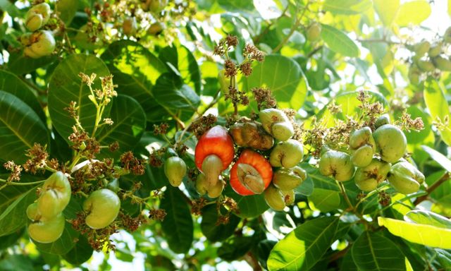 Bí mật dưới lòng đất của Cuba khiến DN Việt Nam quyết định trồng 2.500ha, kỳ vọng biến thành 