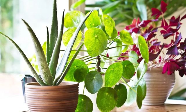 3 cặp cây không nên trồng cạnh nhau dù nhà chật đến mấy 