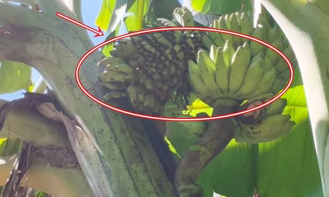 Cây chuối trong làng bỗng xuất hiện hiện tượng lạ, người dân xôn xao 
