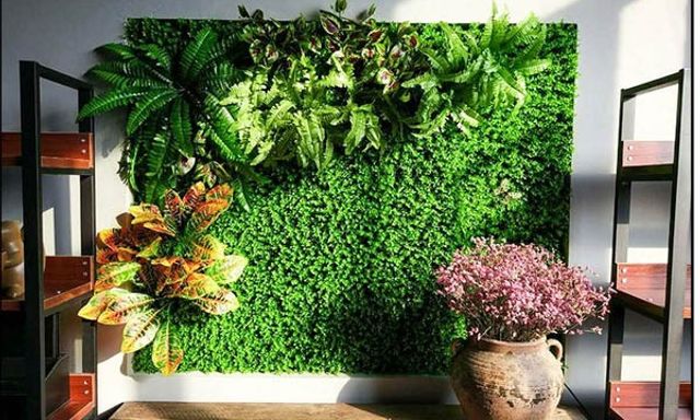 4 loại cây cảnh không nên để ở phòng khách: 1 cây nhiều gia đình rất hay dùng để bài trí