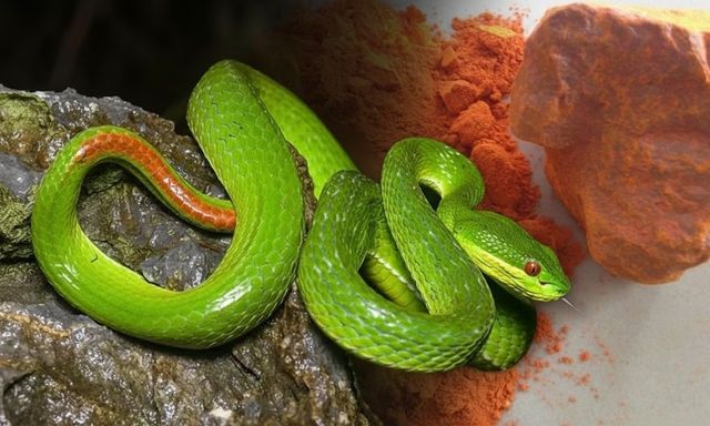 Đây là loại mùi đến rắn độc cũng sợ hãi: Dân gian dùng từ lâu nhưng cực kỳ nguy hiểm nếu làm sai