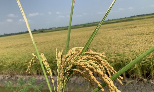 Lúa Việt Nam có gì đặc biệt mà 