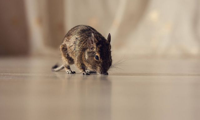 Chuột cực kỳ sợ 4 loại mùi này: Toàn những loại quen thuộc tới bất ngờ