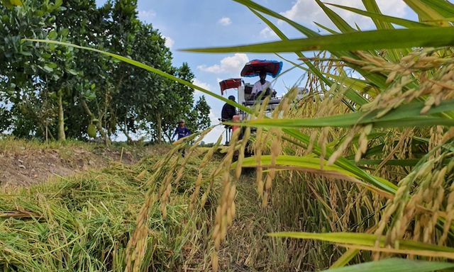 Việt Nam giúp Cuba trồng lúa đạt năng suất chưa từng có, nước bạn đưa ra quyết định 'đặc biệt'