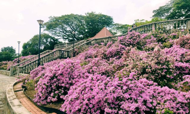 Loại cây được Singapore đánh giá là 