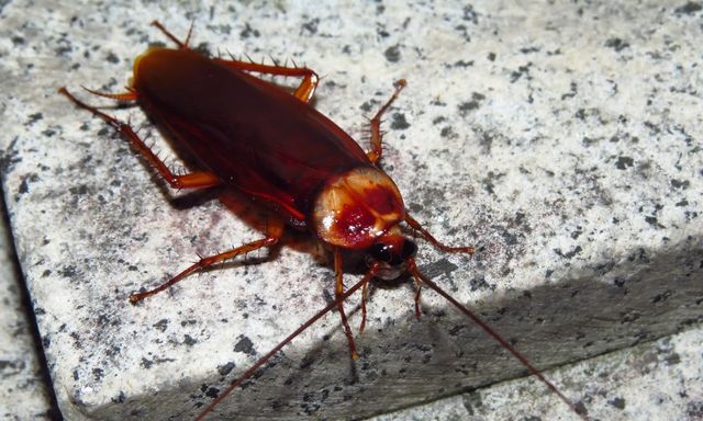 4 dấu hiệu cho thấy gián đang làm tổ trong nhà bạn