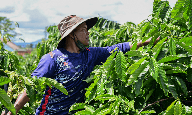 Một nông sản Việt lập dấu mốc chưa từng có sau 35 năm