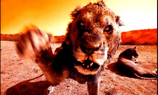 Sự thật ít ai muốn thừa nhận: Những loài săn mồi coi con người là “món ăn hợp lệ”