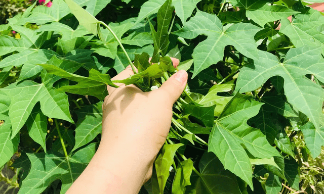 Việt Nam có loại rau cực bổ dưỡng, được giới khoa học khen ngợi hết lời: Tiếc là ít người biết để ăn